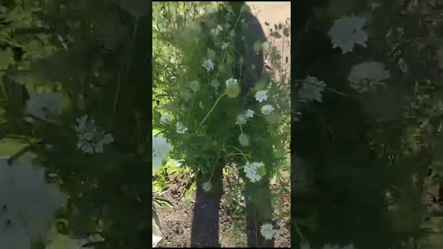 Скабиоза/Любимчик флористов