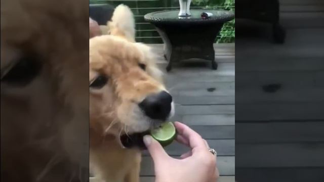 СМЕШНЫЕ КОШКИ И СОБАКИ #11 Забавные ЖИВОТНЫЕ / 10 минут смеха / ЛУЧШИЕ ПРИКОЛЫ смотреть онлайн