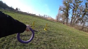 Сельский влог ~ БОРДЕР КОЛЛИ на даче | Как мы от клещей спасаемся?