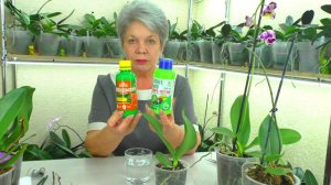 Орхидеи Уценки по 150 рублей. Обработка Зеленым мылом после покупки. Уход за УЦЕНЕННЫМИ Орхидеями.