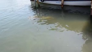 Турция.Экскурсия Дальян - Каунос.Dalyan.