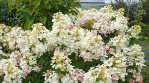 Метельчатая гортензия Diamant Rouge