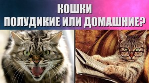 Однажды кошка САМА пришла к человеку. (Как появились кошки).