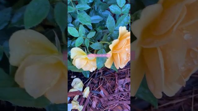 South Africa rose blooming