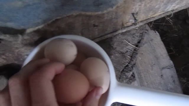 Сколько яиц в день несут 25 кур