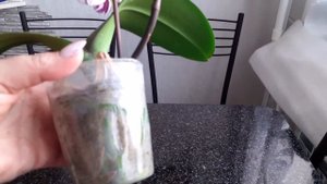 Цветение азиатского подростка phal I-Hsin Stacy!