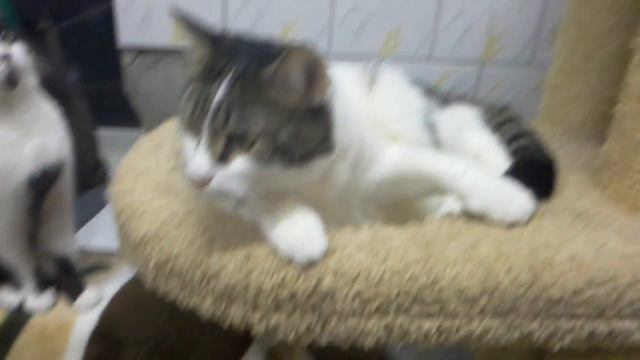 Котик Вареник ищет дом.1.5 года. кастирован. Спб смотреть онлайн