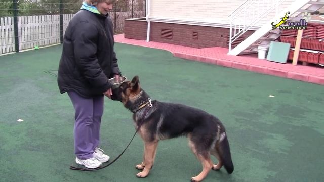 Дрессировка щенка сидеть -- стоять смотреть онлайн