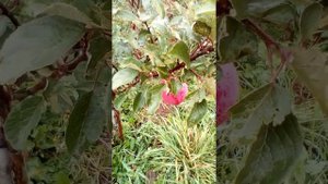 Яблоня "Белорусское сладкое"