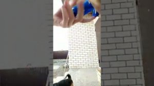 Одеваем ошейники от блох и клещей коту и собакам