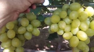 виноград Взлет на 15. 08. 2021г.