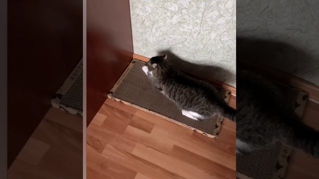 Коту зашло!?