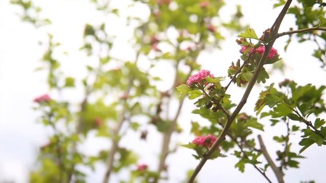 СЦ «Рестария». Зонирование в ландшафте. смотреть онлайн