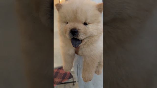 chow chow puppy sale call 7878816302 #pet #dogs #dangerousanimal #funny #dog #puppy #dogtv