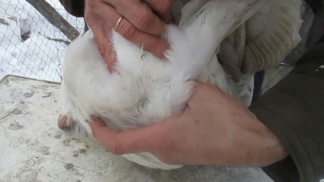 100% СПОСОБ КАК ОПРЕДЕЛИТЬ ПОЛ У ГУСЕЙ смотреть онлайн