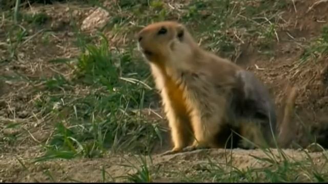 тарбаганы - занесен в Красную книгу смотреть онлайн