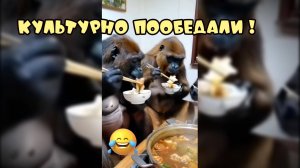 Культурно пообедали-Забавные животные