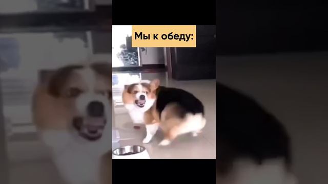 🤣 #приколы2023 #мамаблогер #беларусь #приколы #мамскиебудни #беларусь #юмор2023 #женскаяэнергия