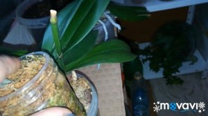 Орхидеи❤️появились детки, что делать?