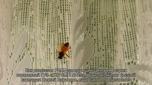 Жители российского региона массово страдают от укусов пауков смотреть онлайн