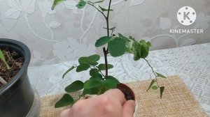 Брейния Снежная.3 декабря 2022
