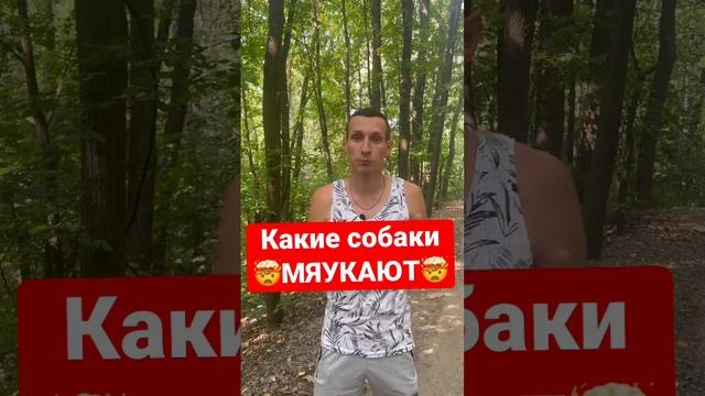 Почему собаки мяукают??