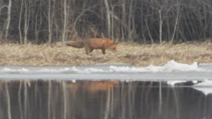 Лисица, пример видео снято на Никон Р1000, в Новгородской области, 24 марта 2024