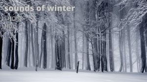 Звуки для отдыха |Звуки зимнего леса | 1час
