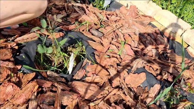 Как избавилась от сорняка в розарии/Дача с нуля 2022 смотреть онлайн