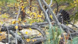 2023г, сентябрь, глухарь