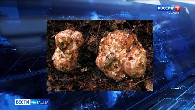 В Красную Книгу Чувашии попали медуница, василёк и колокольчик смотреть онлайн