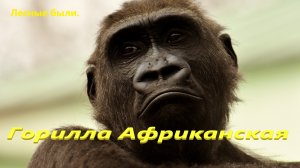 Горилла африканская.