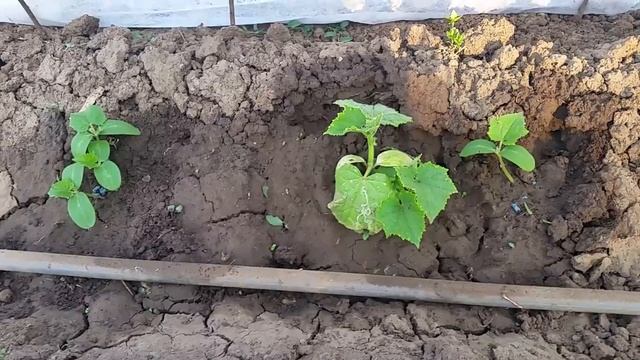 Агрил предпазва от слънце и слани.