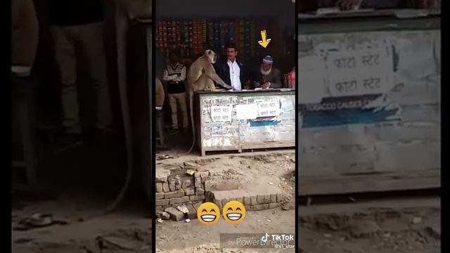 monkey slaps  ????man on shop  funny #short #monkey