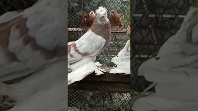 Среднеазиатские двухчубые голуби, поясатые (Не игровые и не бойные) смотреть онлайн