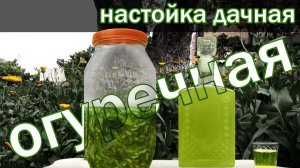 настойка "Дачная" "Огуречная" от канала Свой Среди Своих Кулинария Готовим вместе