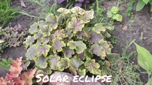 Гейхерелла сорт solar eclipse окрас листьев в июле
