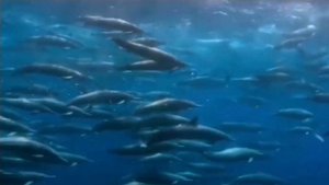 Акулы Боятся Дельфинов вот почему!