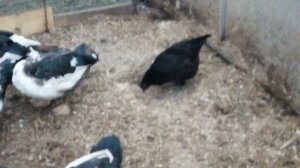 Лучшее жилье для уток......