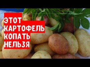 Как определить спелость картошки? Когда копать картофель для хранения зимой?