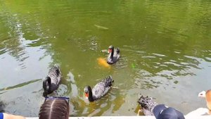 Парк Южные Культуры     Сочи-Адлер    Что посмотреть в Адлере