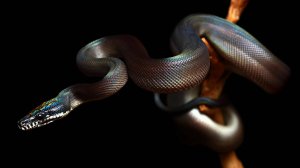 Интересные зверушки в 4К