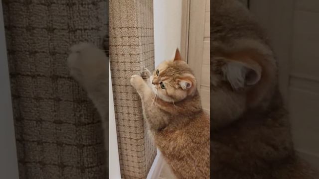 Тест новой когтеточки #кот #котики #смешныекоты#золотаяшиншилла #котТоша