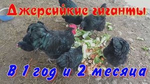 1 год и 2 месяца