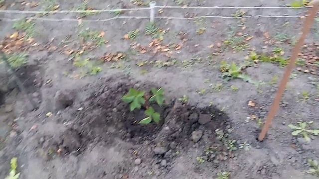 Размножаю Ежевику "НАТЧЕЗ". 15 сентября 2021г. смотреть онлайн