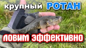 ТОЛСТЫЕ РОТАНЫ на ТАЙНОМ ПРУДУ #микроджиг #рыбалка #fishing