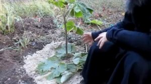 Пересадка павловнии осенью 2 Херсонская октябрь 2021