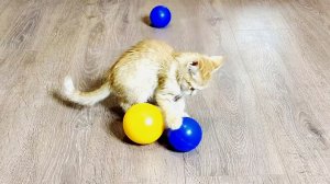 Котенок Мия играет с цветными мячиками.