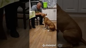 Амстафф воспитание