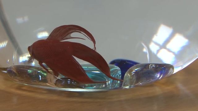 БС 7 смотреть онлайн